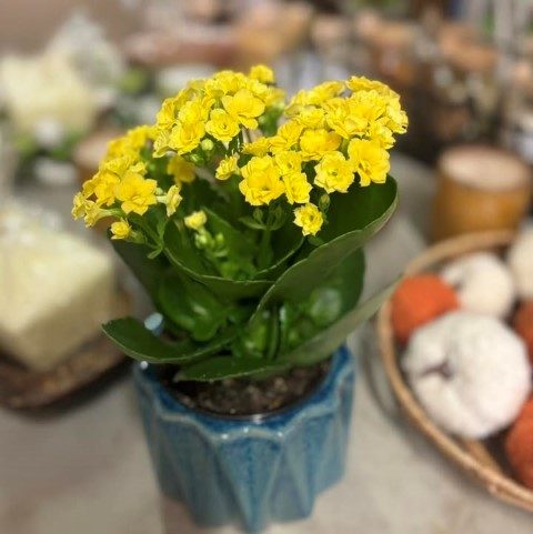 گیاه کالانکوئه برای استفاده در دکور جشن‌ها