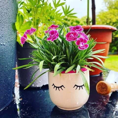 میخک برای پر کردن فضای باغچه و گلخانه