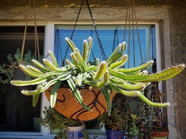 خرید کاکتوس هنگینگ برای طراحی فضای نشیمن مدرن