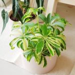 خرید گل نگون سار برای دکوراسیون خانه