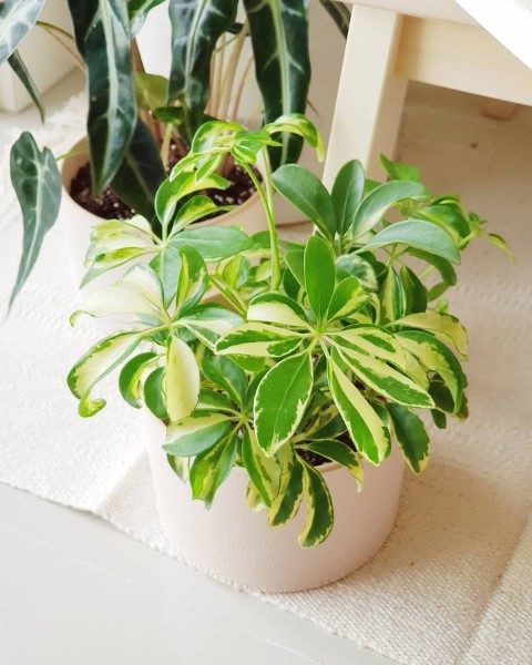 خرید گل نگون سار برای دکوراسیون خانه