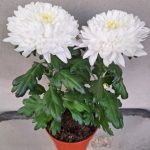 گل داوودی برای دکور فضای سالن کنفرانس