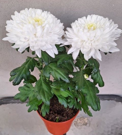 گل داوودی برای دکور فضای سالن کنفرانس