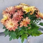 گل داوودی برای طراحی دکور مطب پزشکان