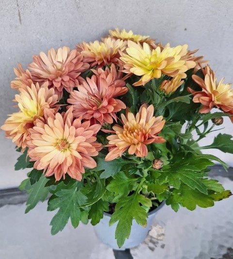 گل داوودی برای طراحی دکور مطب پزشکان