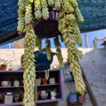 سفارش خر دم برای تزئین فضای سبز در مراکز درمانی