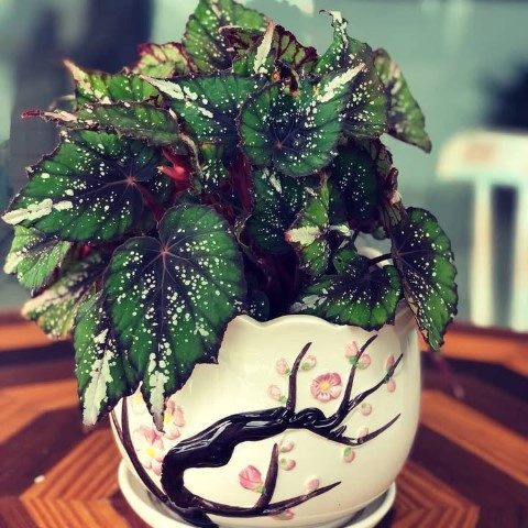 خرید بگونیا رکس برای تزئین اتاق مطالعه