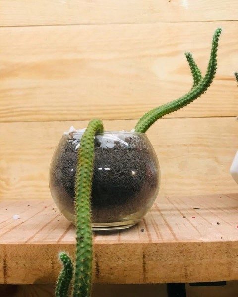سفارش کاکتوس هنگینگ برای فضای سبز خانگی