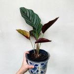 خرید گیاه کالاتیا سندرینا برای طراحی داخلی خانه