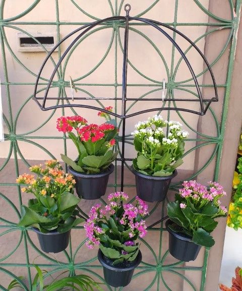 کالانکوئه برای طراحی فضای سبز آپارتمانی