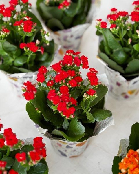 کالانکوئه گیاهی مناسب برای طراحی فضاهای سبز شهری