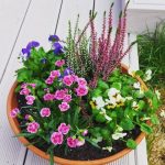 میخک گیاهی زیبا برای هدیه دادن