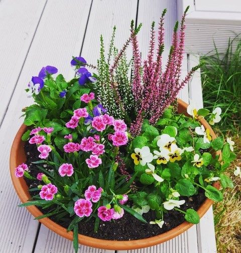 میخک گیاهی زیبا برای هدیه دادن