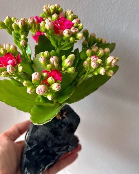 کالانکوئه برای زیباسازی تراس و فضای بیرونی