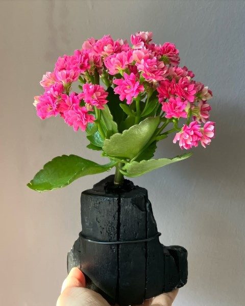 گیاه کالانکوئه برای فضای سبز اداری