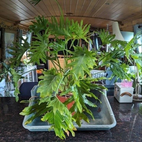 فیلودندرون برگ انجیری برای تزئین فضاهای اداری