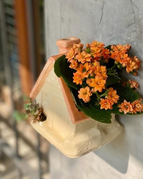 خرید کالانکوئه برای تزئین دکور داخلی