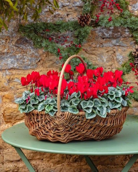 خرید سیکلامن برای فضاهای باز و تراس‌ها