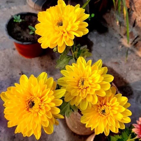 خرید گل داوودی برای استفاده در فضاهای فرهنگی
