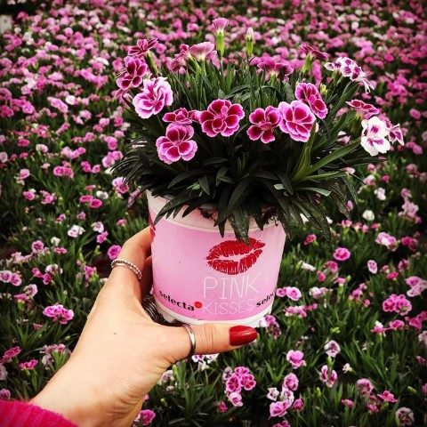 خرید میخک برای طراحی دکوراسیون گلخانه
