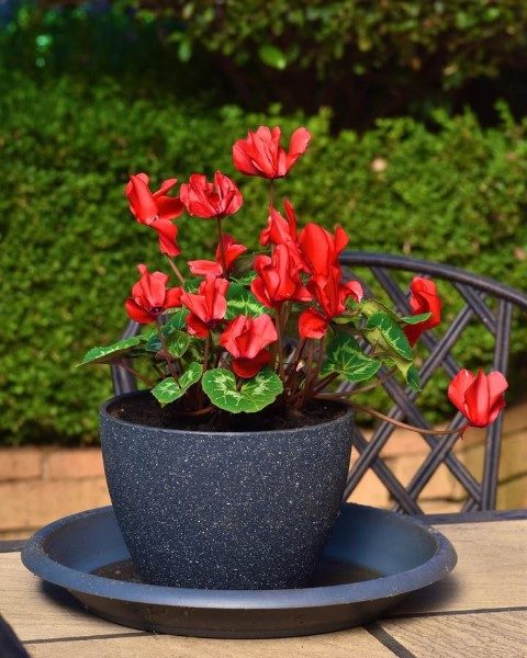 خرید گل نگون‌سار برای استفاده در فضاهای عمومی