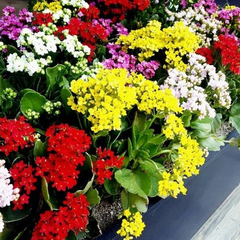 خرید کالانکوئه برای تزئین فضاهای کاملاً روشن
