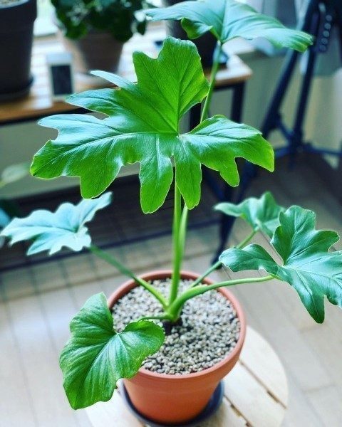 سفارش فیلودندرون برگ انجیری برای طراحی فضای داخلی کافی‌شاپ‌ها