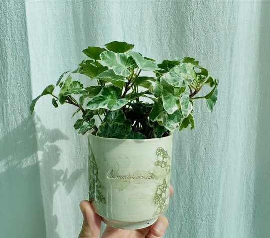 پاپیتال برای تزئین فضای سبز در سالن‌های زیبایی