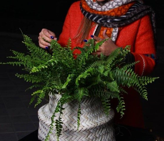 خرید سرخس بوستون برای فضاهای سبز کوچک و آپارتمانی