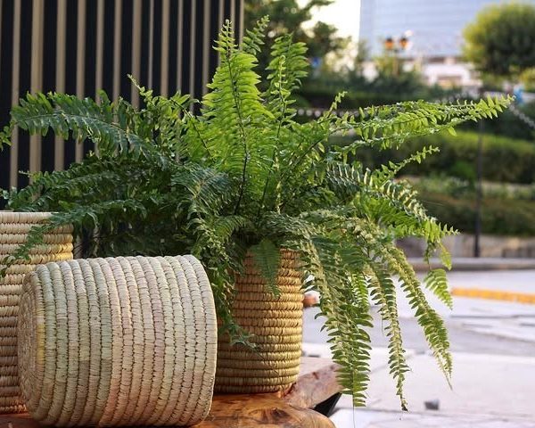سرخس بوستون مناسب برای فضای سبز در فضاهای تجاری