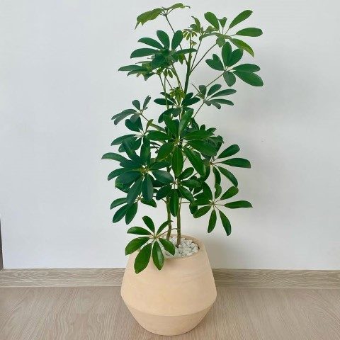 گل سیکلامن به عنوان هدیه برای مناسبت‌های خاص
