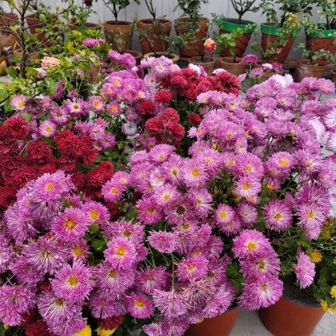 خرید گل داوودی برای طراحی فضای سبز در پارک‌ها