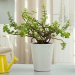 گیاه کراسولا خرفه‌ای برای طراحی فضای کوچک