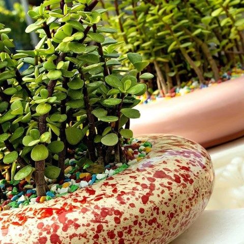 خرید کراسولا خرفه‌ای برای طراحی فضای سبز در کافی‌شاپ‌ها