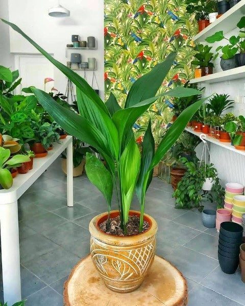 سفارش برگ عبایی برای طراحی فضای سبز در تراس و بالکن