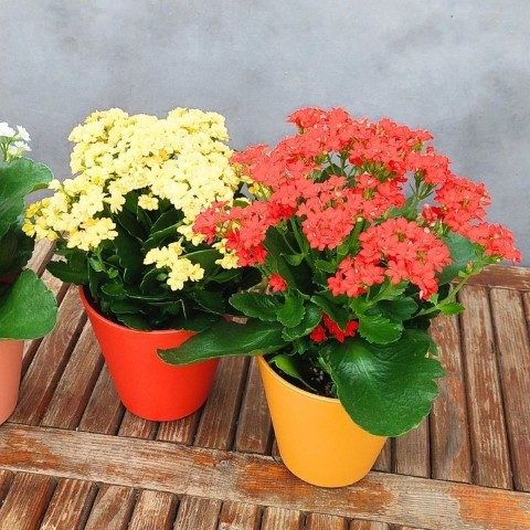 خرید کالانکوئه برای طراحی محیط‌های مختلف
