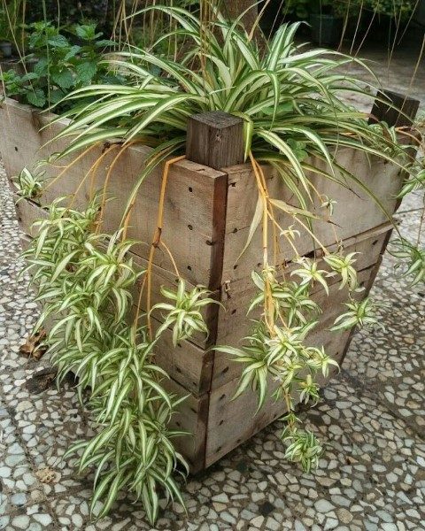 گیاه گندمی برای ایجاد حس طراوت در حمام