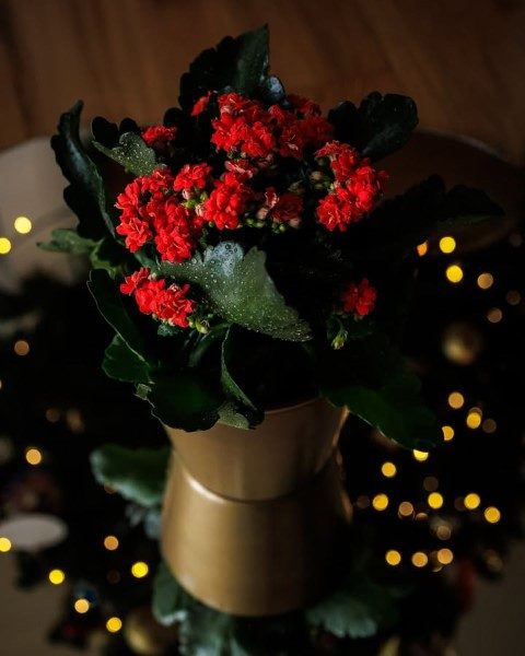 کالانکوئه برای تزئین فضای داخلی منزل