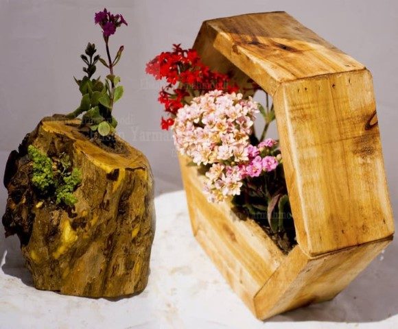 کالانکوئه برای تزئین فضاهای کوچک