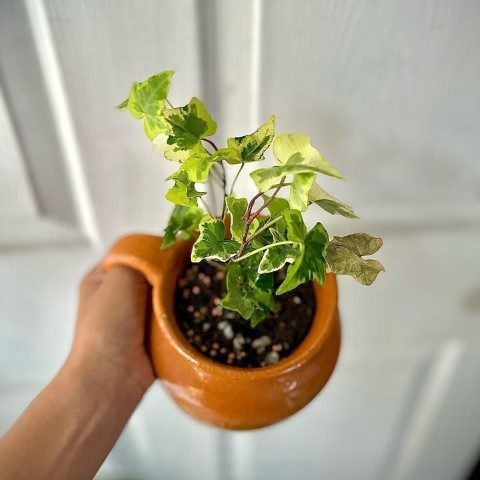 عشقه مناسب برای طراحی فضای سبز در منازل ویلایی