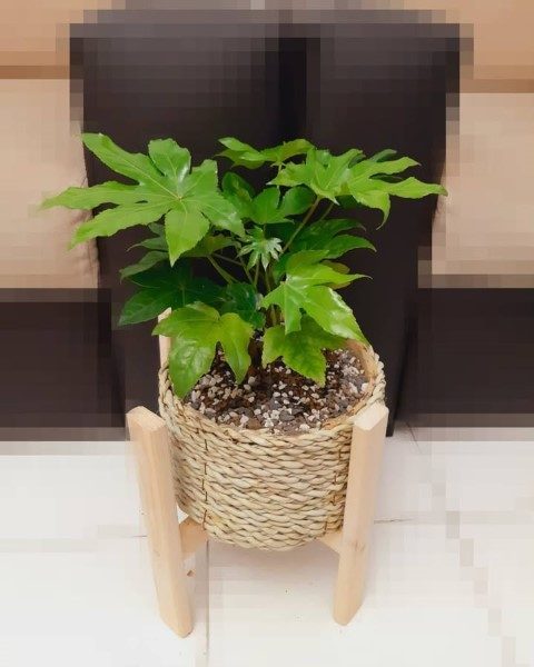 خرید آرالیای برگ پهن ژاپنی برای فضای سبز در آتریوم‌های برج‌های مسکونی