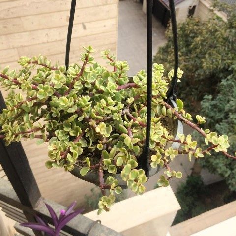 گیاه کراسولا خرفه ای برای فضای سبز شهری