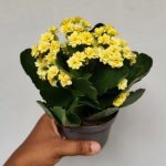 خرید کالانکوئه برای فضای سبز داخل خانه