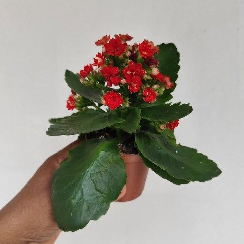 خرید کالانکوئه برای فضاهای داخلی دکوراتیو
