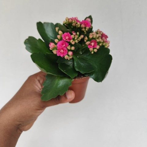 خرید کالانکوئه برای طراحی فضاهای سبز حیاط