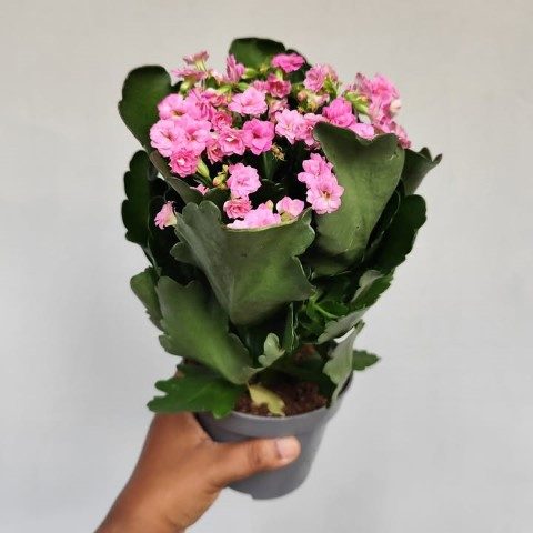کالانکوئه برای تزئین دیوارهای منزل