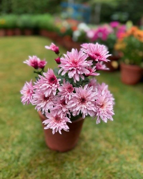 گل داوودی مناسب برای طراحی فضای باغ‌ها و پارک‌ها