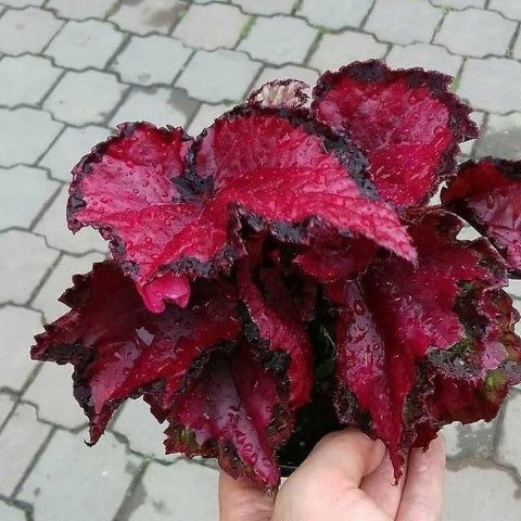 بگونیا رکس مناسب برای طراحی فضای سبز در محیط‌های تجاری