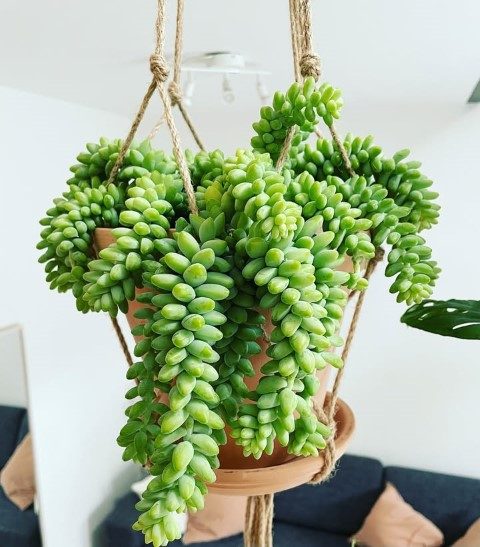خرید خر دم برای تزئین فضای سبز در مراکز تجاری