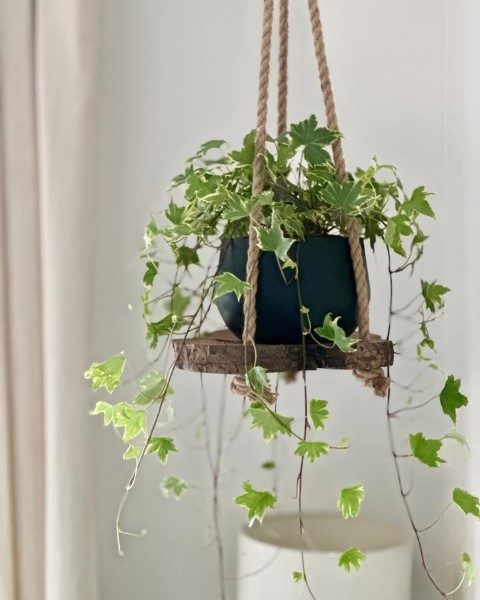 خرید عشقه برای طراحی فضای سبز در فضاهای عمومی